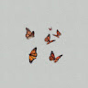 Meet your Posher, Isabel